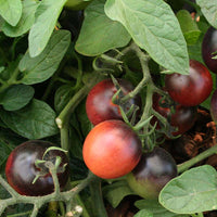Tomato Indigo Rose Seed