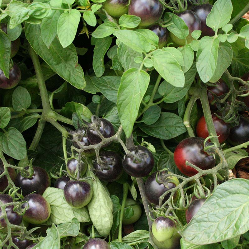 Tomato Indigo Rose Seed