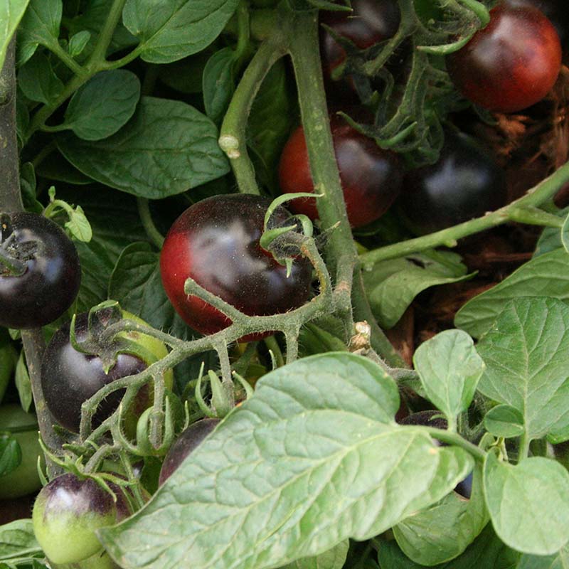 Tomato Indigo Rose Seed