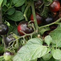 Tomato Indigo Rose Seed