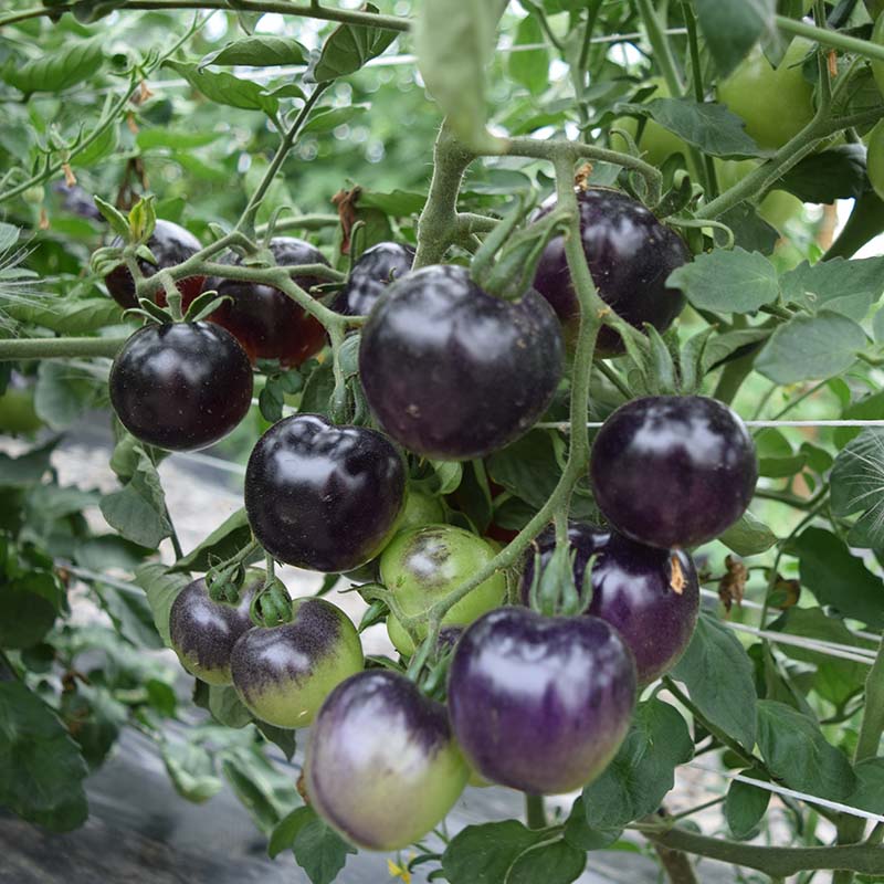 Tomato Indigo Rose Seed