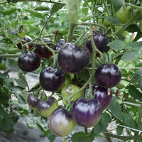 Tomato Indigo Rose Seed