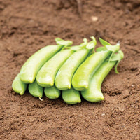 Pea Cascadia  Seed