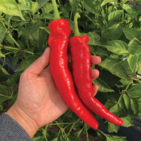 Pepper Mesilla F1 Seed