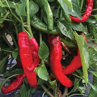 Pepper Mesilla F1 Seed