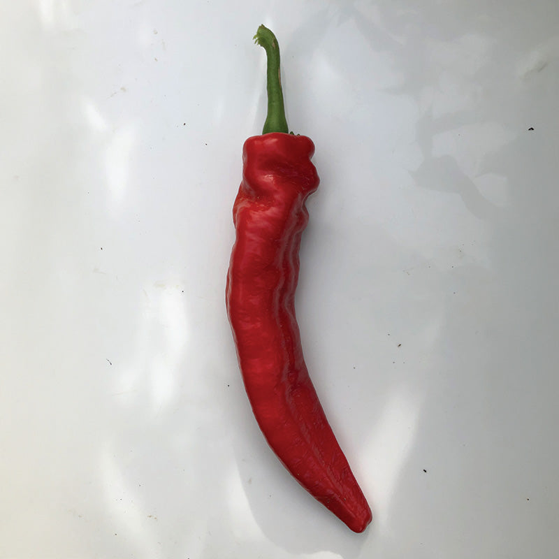 Pepper Mesilla F1 Seed