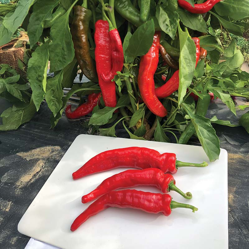 Pepper Mesilla F1 Seed