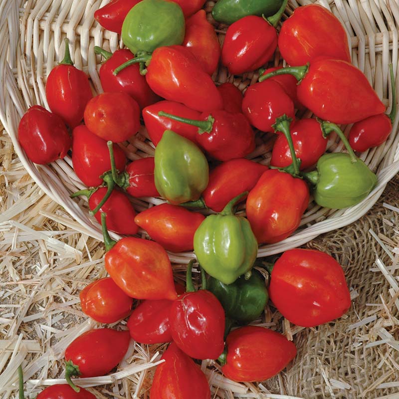 Pepper Red Habanero Seed