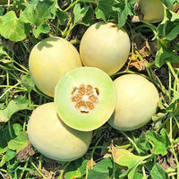 Melon Dream Dew F1 Seed