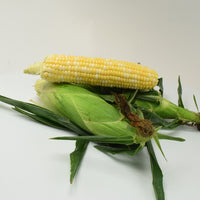 Sweet Corn Espresso F1 Seed