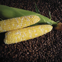 Sweet Corn Cuppa Joe F1 Seed
