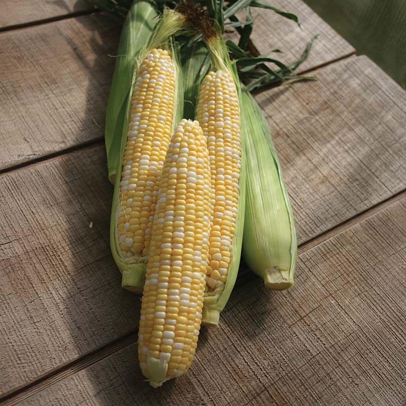 Sweet Corn Allure F1 Seed