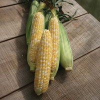 Sweet Corn Allure F1 Seed