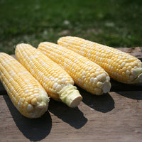 Sweet Corn Allure F1 Seed