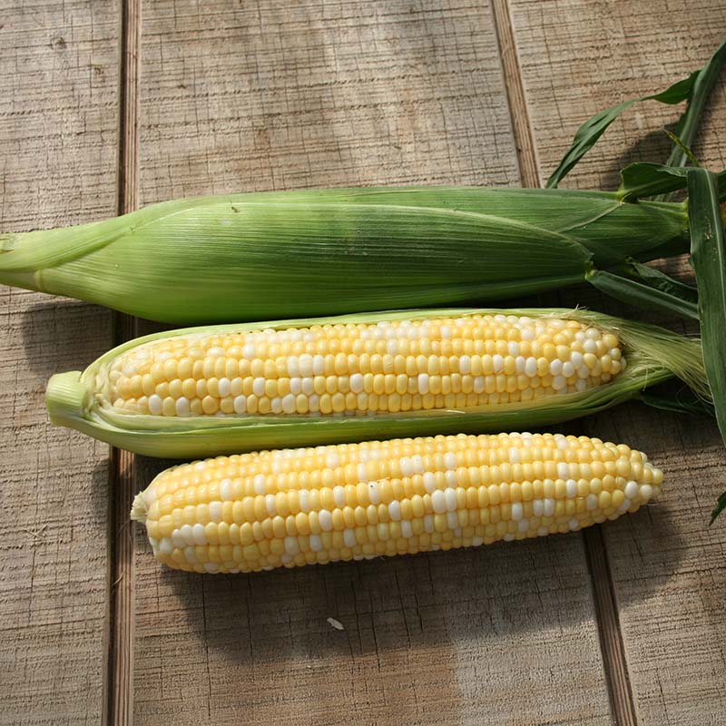 Sweet Corn Allure F1 Seed