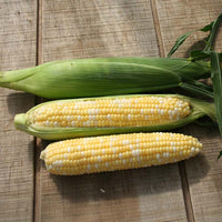 Sweet Corn Allure F1 Seed