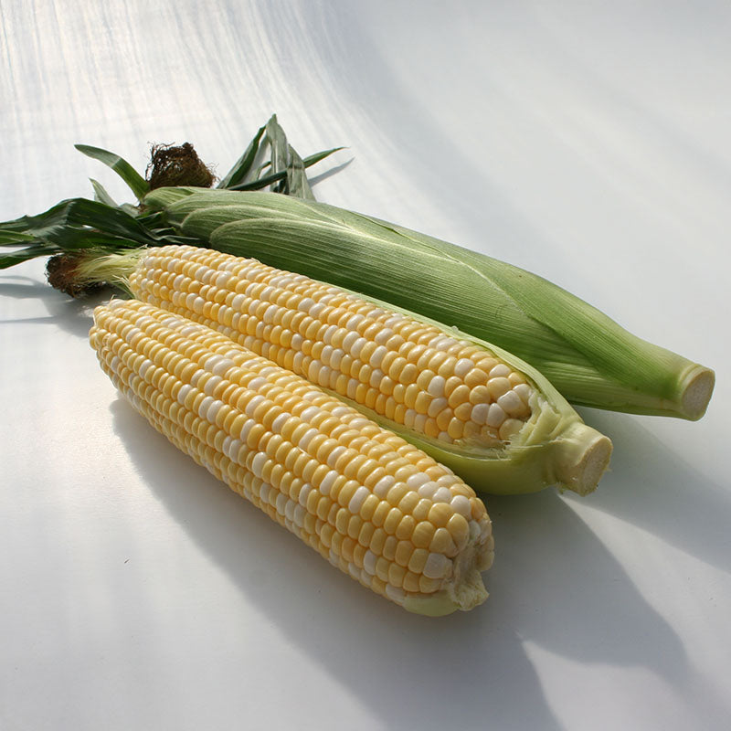 Sweet Corn Allure F1 Seed