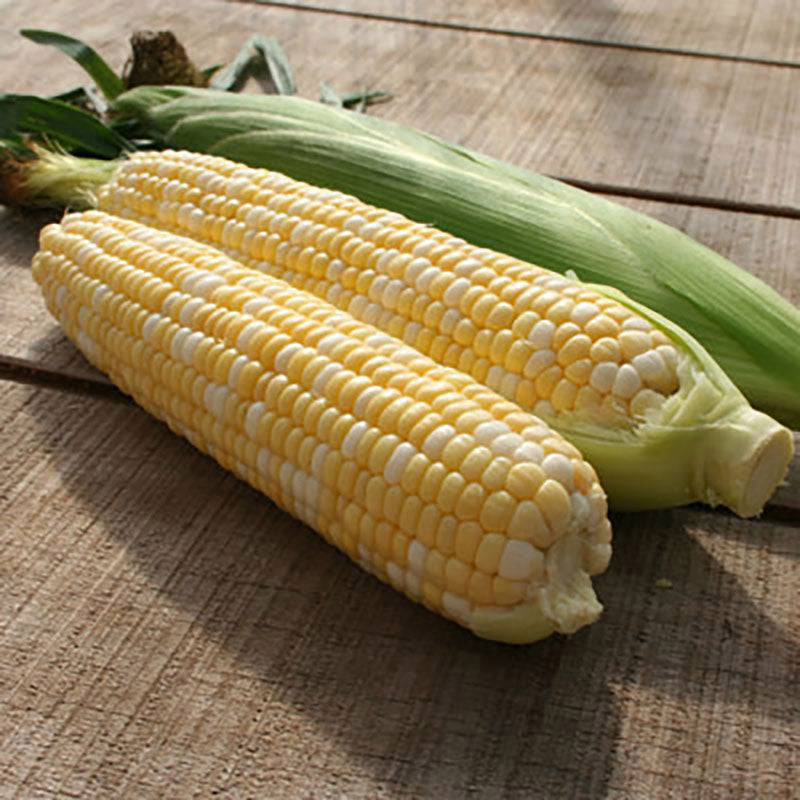 Sweet Corn Allure F1 Seed