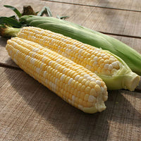 Sweet Corn Allure F1 Seed
