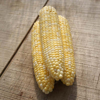 Sweet Corn Essence F1 Seed