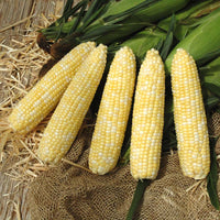 Sweet Corn Essence F1 Seed
