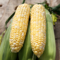 Sweet Corn Essence F1 Seed