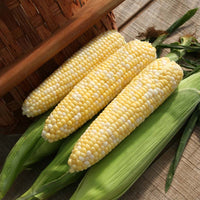 Sweet Corn Essence F1 Seed