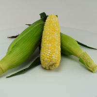 Sweet Corn Essence F1 Seed
