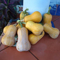Squash Honeynut Seed