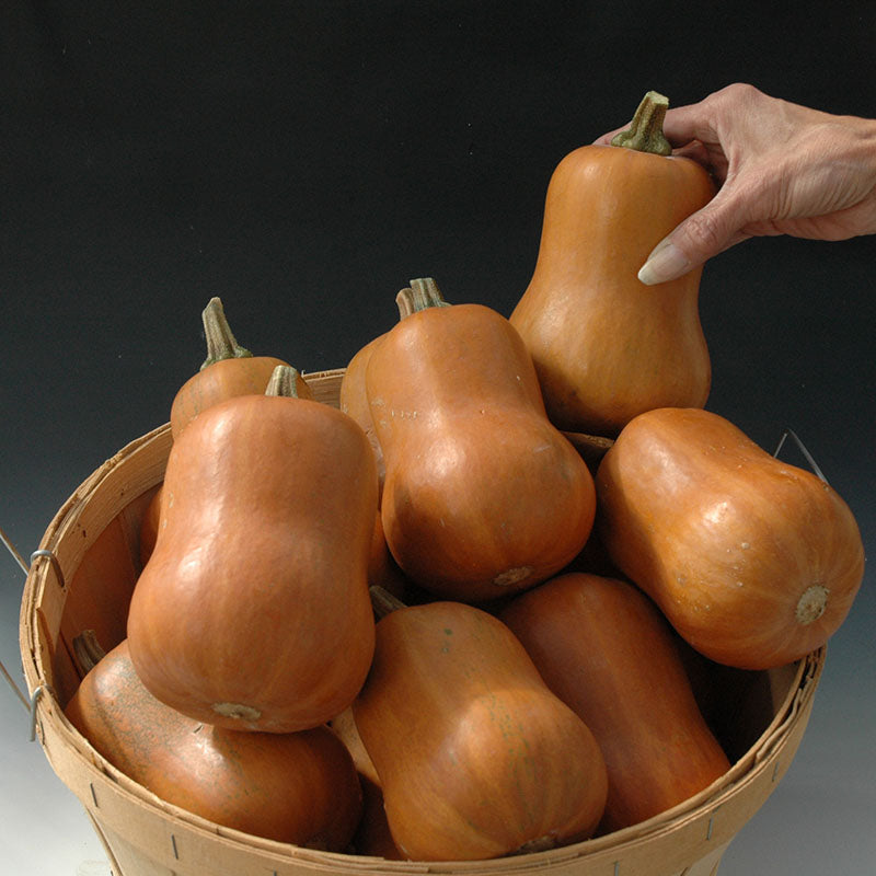 Squash Honeynut Seed