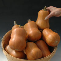 Squash Honeynut Seed