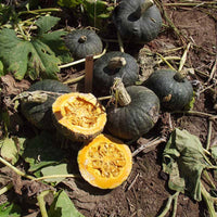 Squash Delica F1 Seed