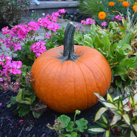 Pumpkin Thumpkin Seed