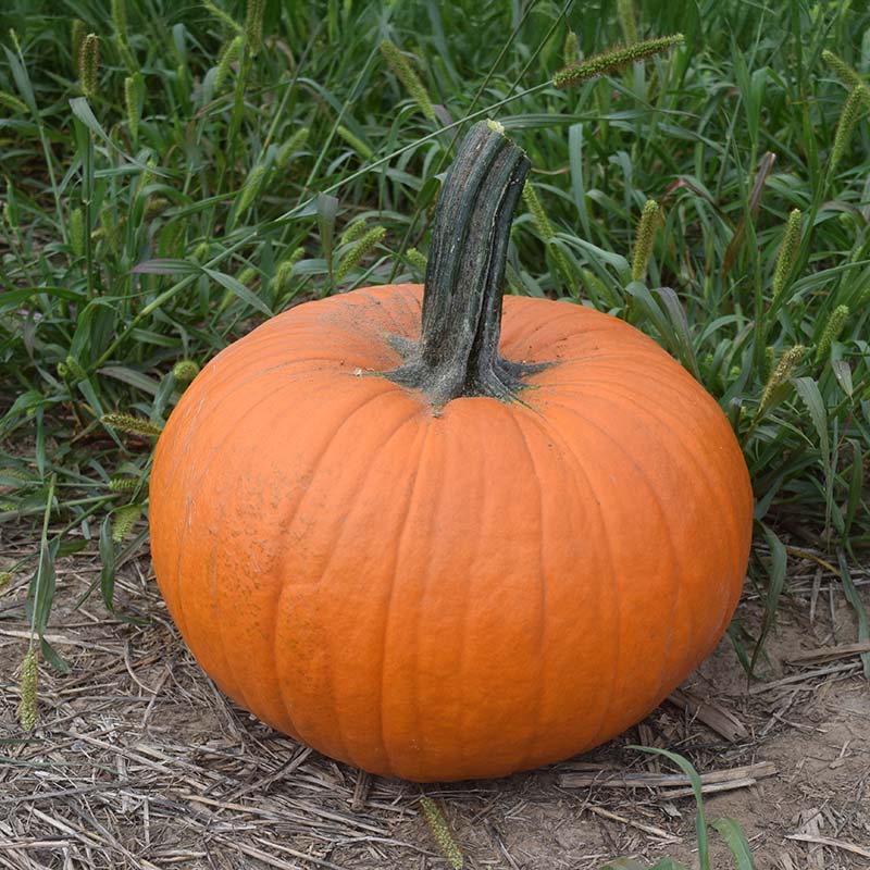 Pumpkin Thumpkin Seed