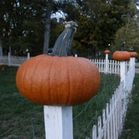 Pumpkin Thumpkin Seed