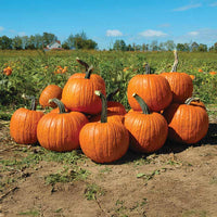 Pumpkin Cronus F1 Seed