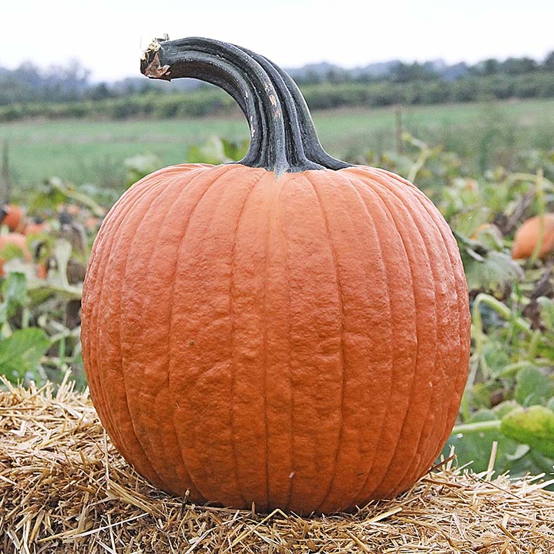 Pumpkin Cronus F1 Seed