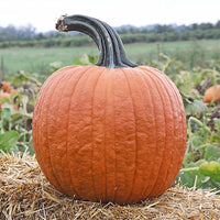 Pumpkin Cronus F1 Seed