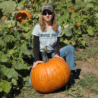 Pumpkin Cronus F1 Seed