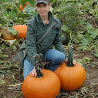 Pumpkin Cronus F1 Seed
