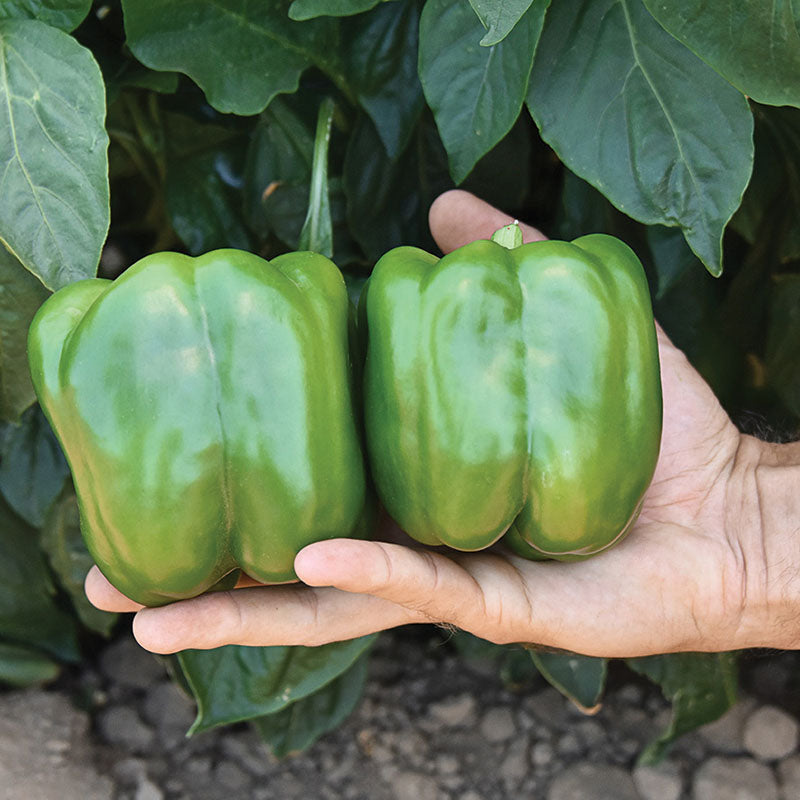 Pepper Currier F1 Seed