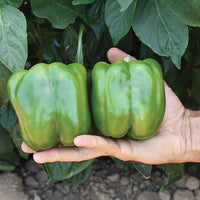 Pepper Currier F1 Seed