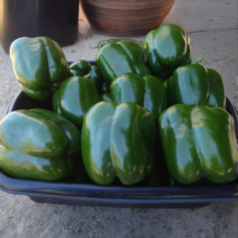 Pepper Currier F1 Seed