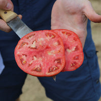 Tomato Red Mountain F1 Seed