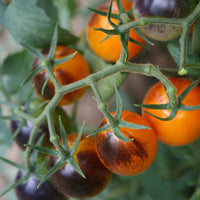 Tomato Indigo Kumquat F1 Seed