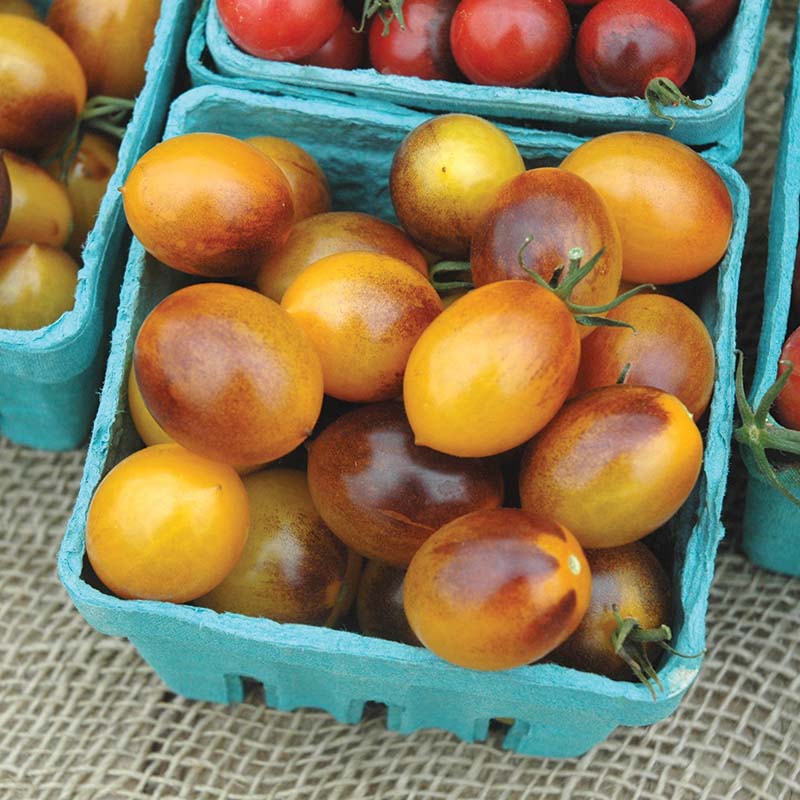 Tomato Indigo Kumquat F1 Seed