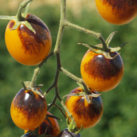 Tomato Indigo Kumquat F1 Seed