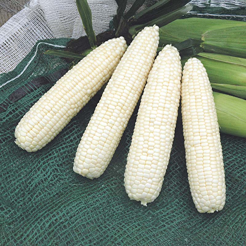 Sweet Corn Mirage F1 Seed