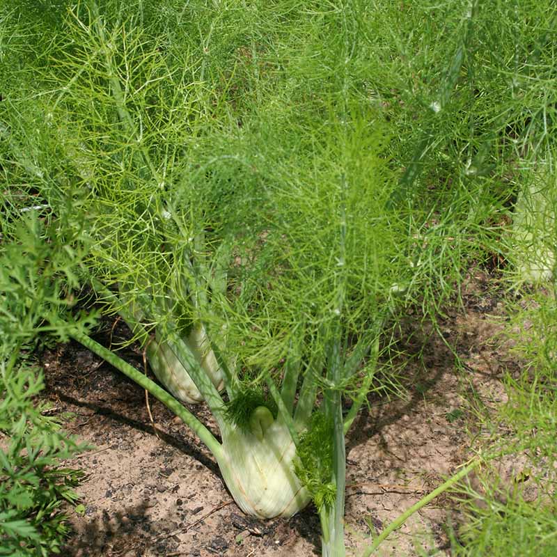 Fennel Preludio F1 Organic Seed