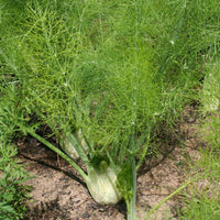 Fennel Preludio F1 Organic Seed